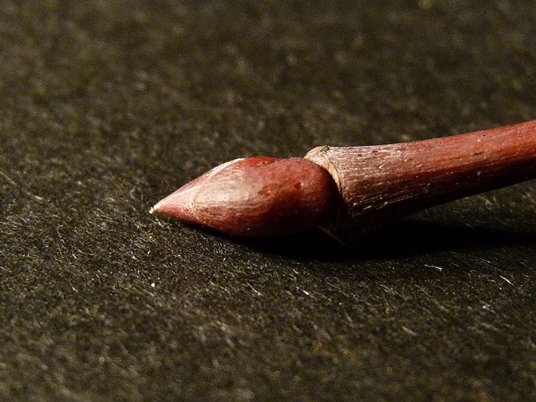 {Tilia heterophylla}